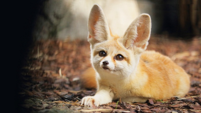 Где обитают миниатюрные лисички?