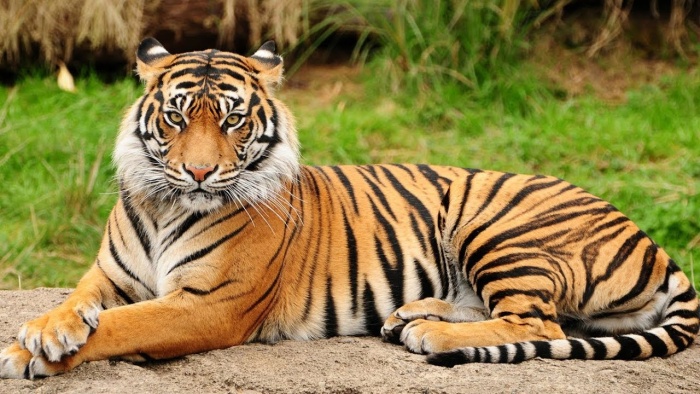 Все ли вы знаете о тиграх?