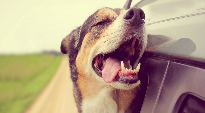 Почему собаки высовывают голову из машины?