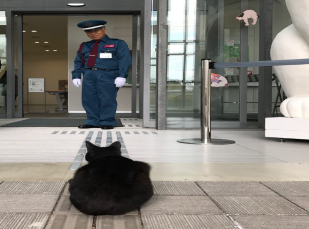 Два кота уже 2 года пытаются попасть музей, но их не пускают охранники