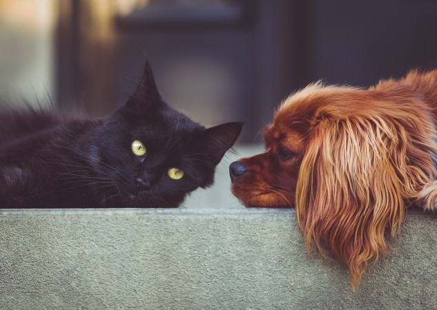 Коты против собак: Кто круче?