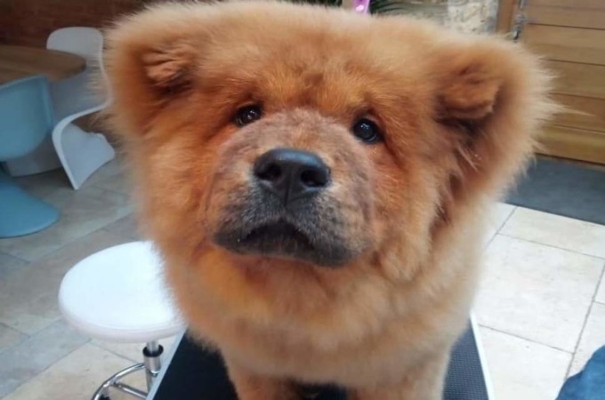 Пушистый нарушитель: В Британии полиция арестовала щенка чау-чау за плохое поведение