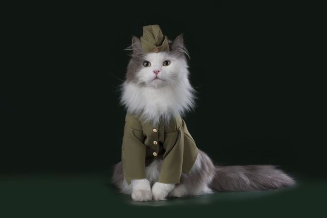 Котов отправят служить в армию