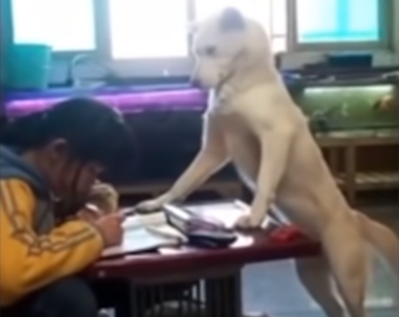 В Китае собака-учитель научилась следить за школьницей, чтобы та делала уроки