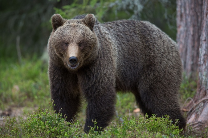 Российские бурые медведи предсказали жаркое лето