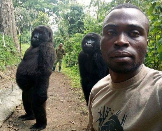 В Конго рейнджер сделал селфи с гориллами в человеческой позе и собрал сотни тысяч лайков