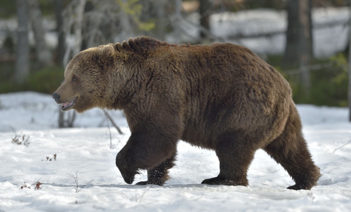 В Канаде рейнджер сняла милое видео с пробуждением медведя гризли после спячки