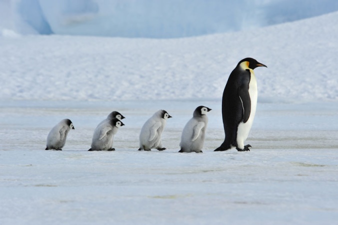 Пингвины московского океанариума вышли на прогулку. Познакомились с соседями