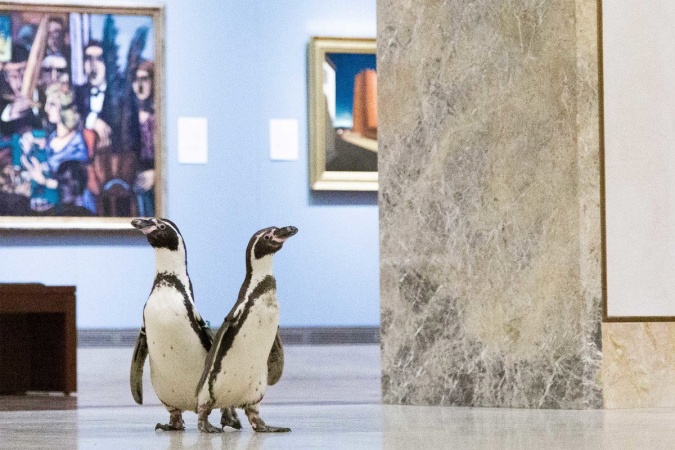 Караваджо - любимый художник пингвинов. Морских обитателей сводили в музей.