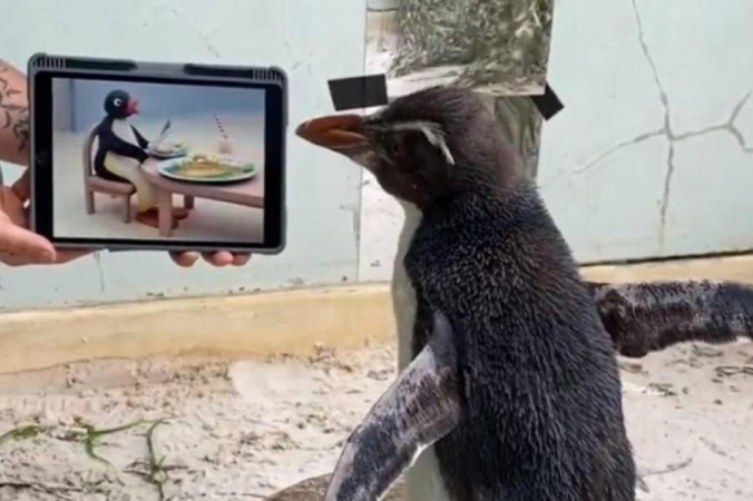 Одинокий пингвин увлекся просмотром мультиков