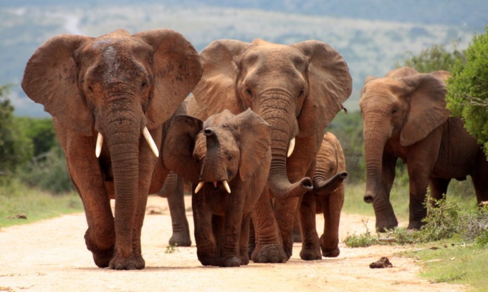 В Интернет попало трогательное видео спящих слонов-путешественников