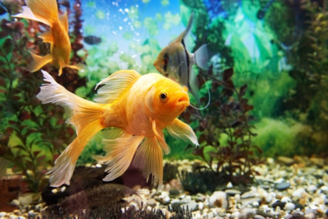 Золотые рыбки не только исполняют желания. Они, оказывается, еще и вредят природе